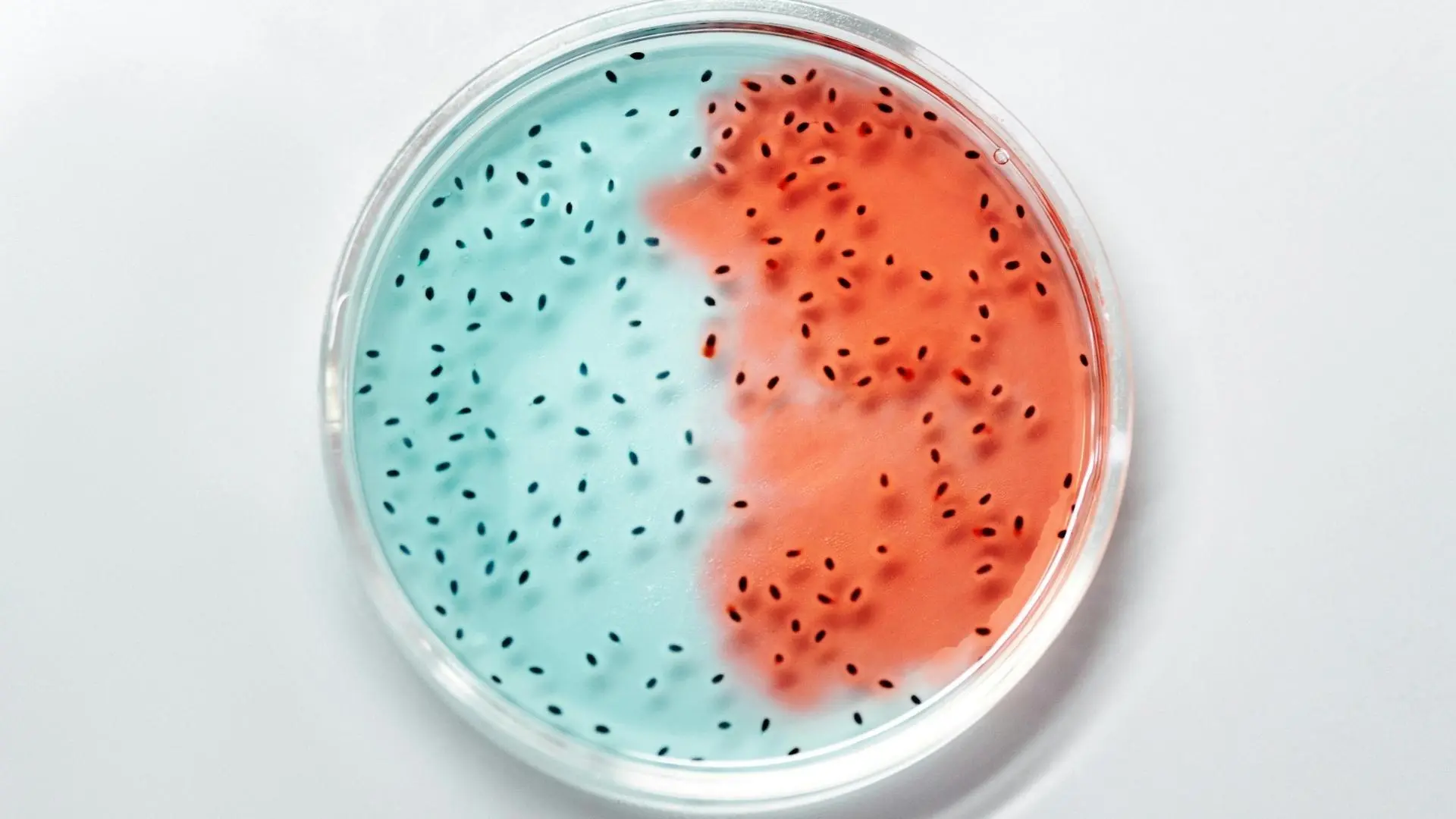 Placa de Petri con bacterias que representan el proceso de biodegradación en laboratorio.